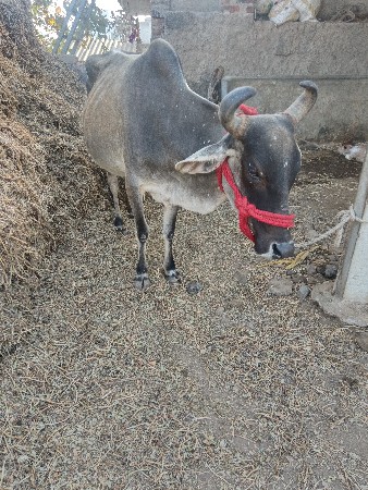 થંબનેલ 2