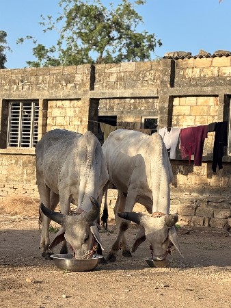 આ ગોધલા વેચવા ના છે.