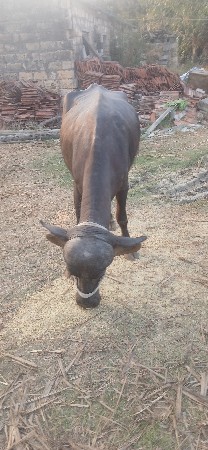 થંબનેલ 3