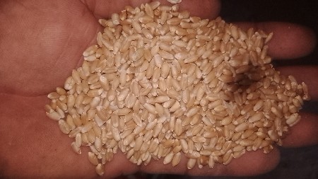 તૂકળા ઘવ વેસવાના છે