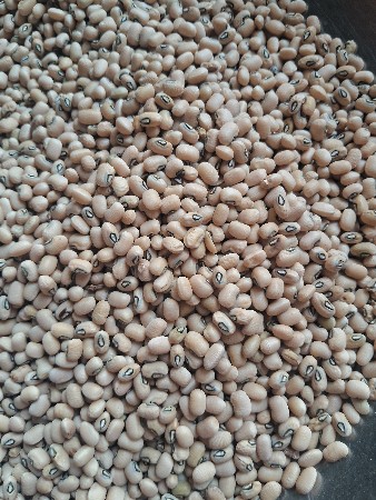 સોરી વેશવાની છે