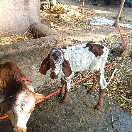 થંબનેલ 3