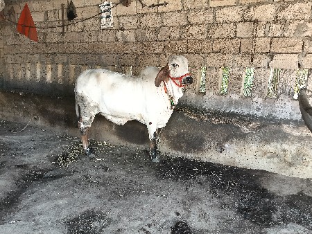 હોડકી વેચવાની છે.