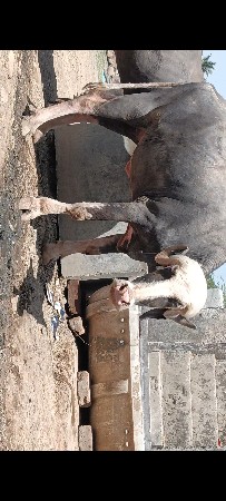 જાફરાબાદી ભગડી ખડાય છે .પેલીયાટ