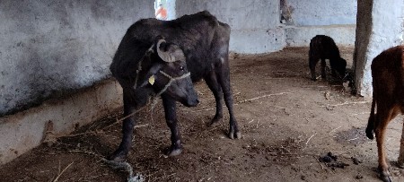 થંબનેલ 2