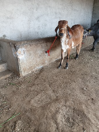 થંબનેલ 2