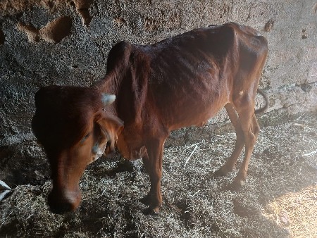 વોડકી વેચવાની છે