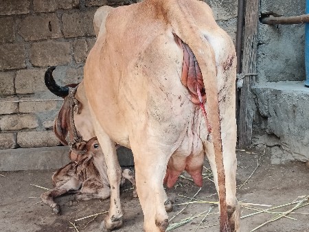 ગાય વેચવાની છે