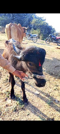 4 ચાર વેચાવા છે