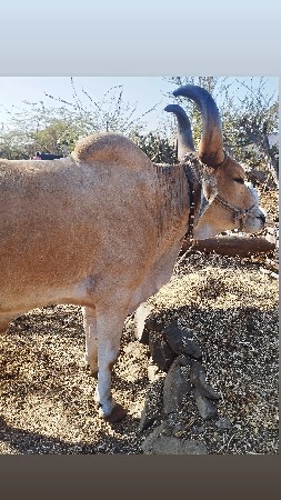 આ બળદ વેચવાનો છે