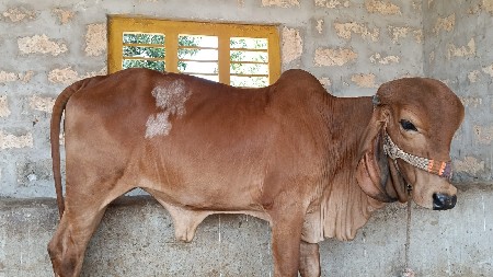 ગીર વાછડી વેચવાની છે