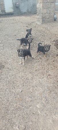 જર્મન સફરના