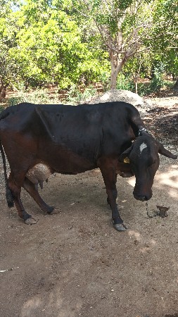 વેસવા ની