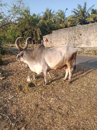 બળદ વેચવાનો છે