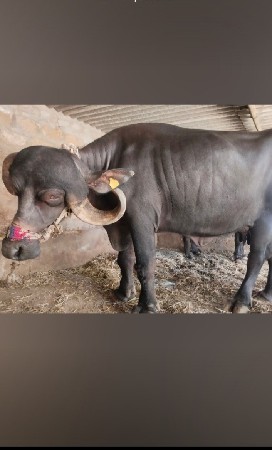 ભેંસ વેચવાની ઓરીજનલ જાફરાબાદી છે