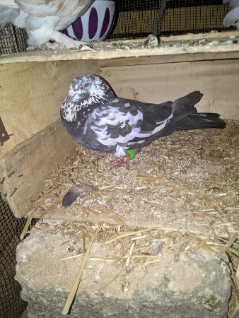 થંબનેલ 3