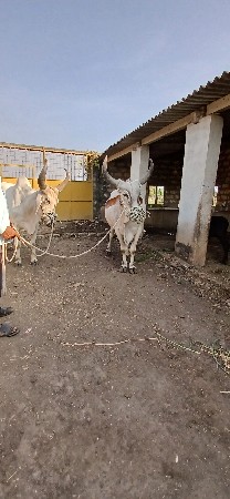 આ વેચવાના સે