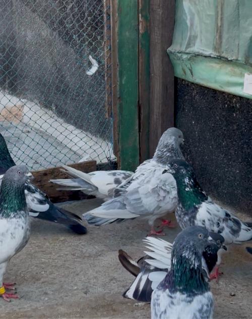 કબૂતર લાટ