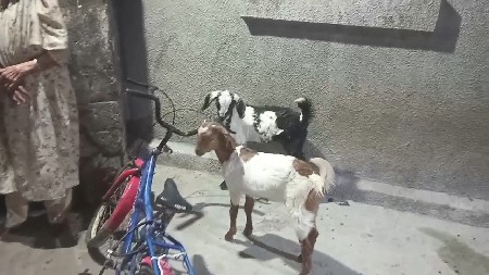 थंबनेल 3