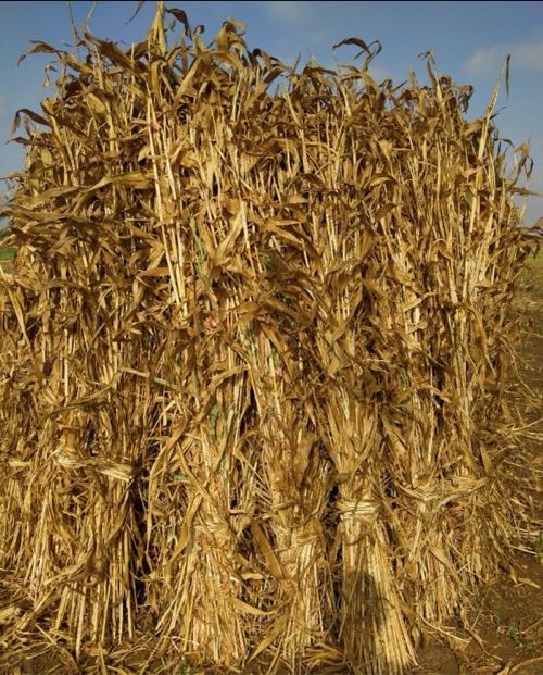 જુવાર ના પૂરા