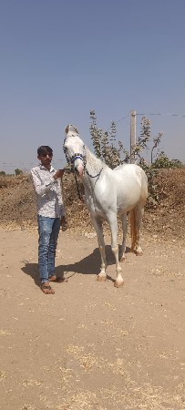 roji higt60 umer4.5 balbhamri sokhi