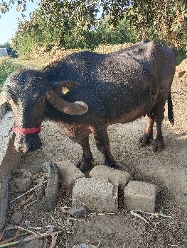 थंबनेल 2