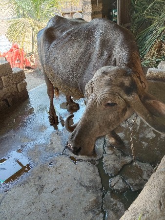 આ ભેંસ વેચવાની છે