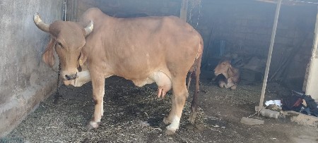 थंबनेल 2