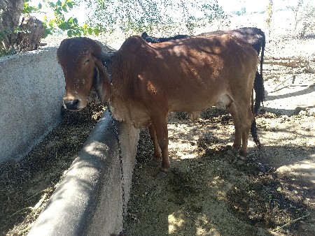 ગાય વેચવાની છે