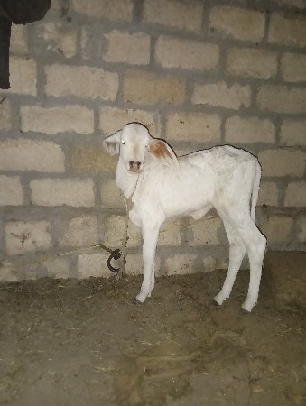 થંબનેલ 2