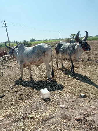 थंबनेल 3