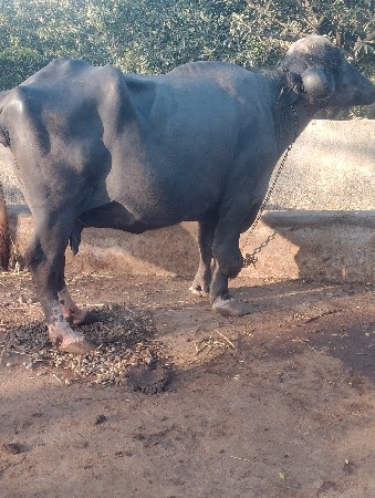 थंबनेल 3