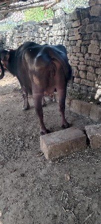 ભેંશ.વેસવાની.વેતર.બિજુ