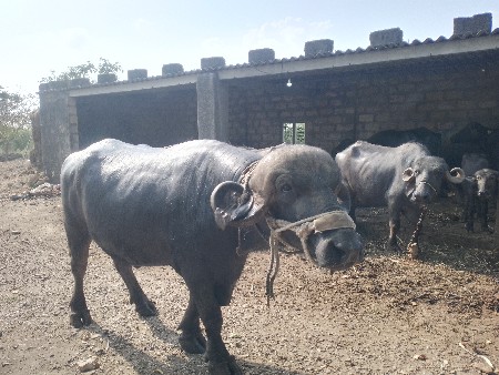 આ. પાડો વેચવાનોછે