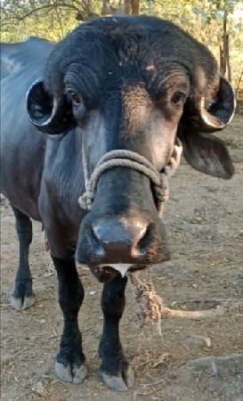 થંબનેલ 3