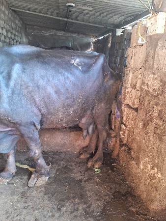 थंबनेल 2