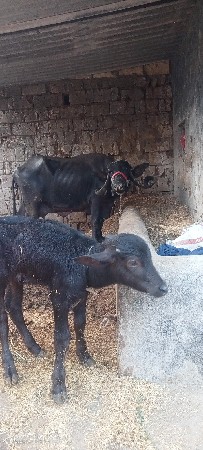 थंबनेल 4