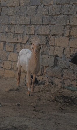 થંબનેલ 3