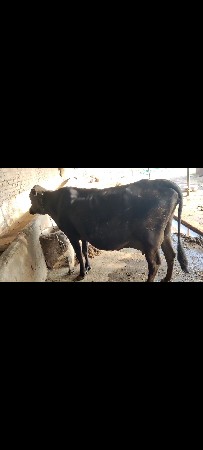 ગાય વેચવાની છે