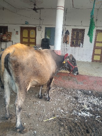 મોગલ ફાર્મ સીતાપર - 6355607909