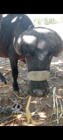 જાફરાબાદી