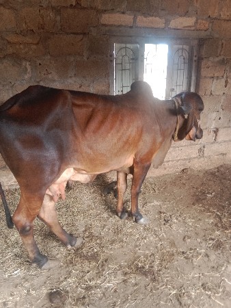 थंबनेल 3