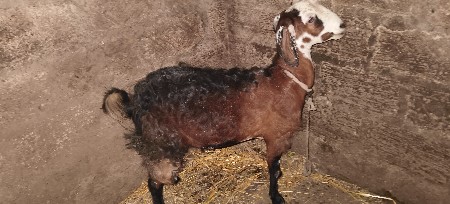 થંબનેલ 3