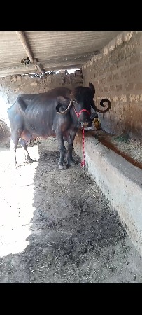 ભેંસ વેચવાની છે