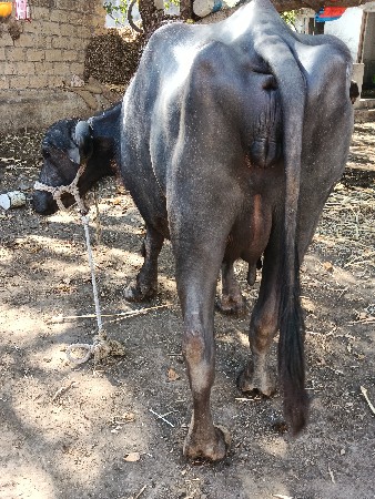 બીજા વેતરમાં છે