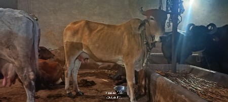 ગાય વેચવાની છે