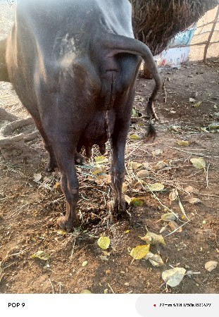 ભેંસ વેચવાની છે