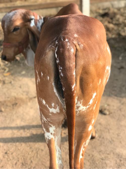 વાછડી વેચવા ની છે