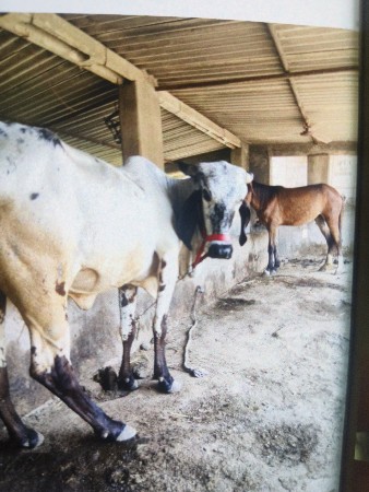 હોડકી વેચવાની છે