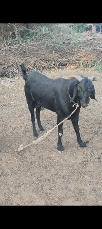 થંબનેલ 2